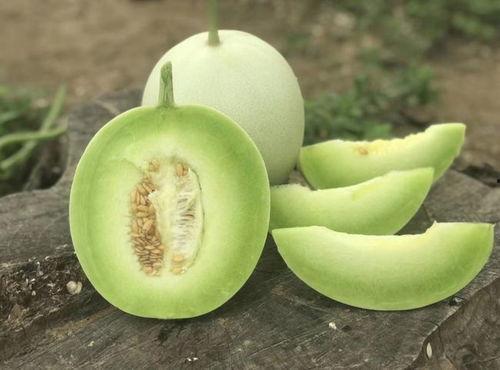 17c吃瓜免费吃瓜蘑菇,探索吃瓜蘑菇的奇幻之旅