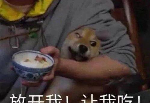 大胖带你吃瓜,尽享味蕾盛宴