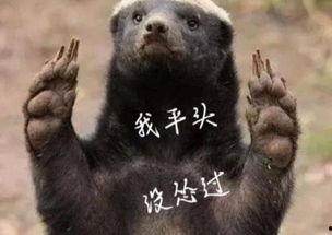 带你吃瓜平头哥,带你领略“吃瓜平头哥”的独特魅力